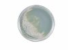 Terra Porcelain Seafoam Coupe Plate 27.5cm - Pack of 6